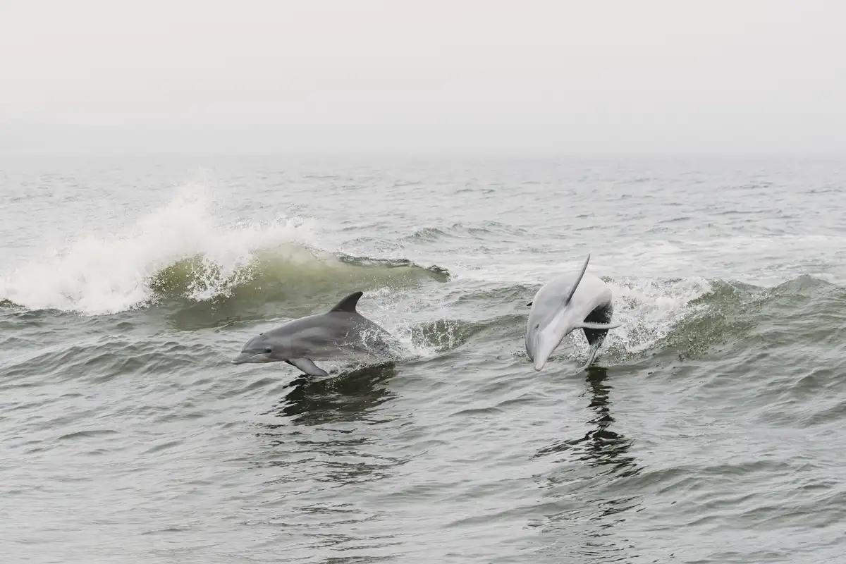 Dolphins Spotted Off Clearwater Coast